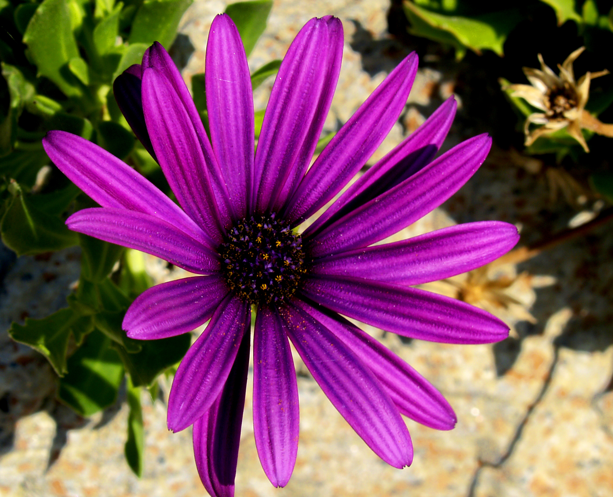 purple flower