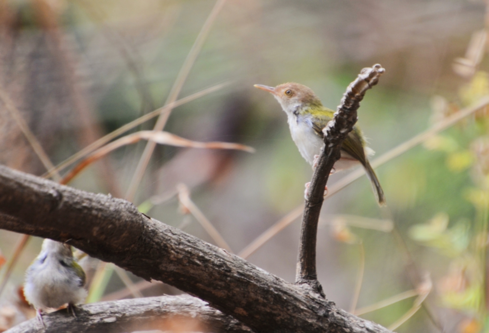 Small bird